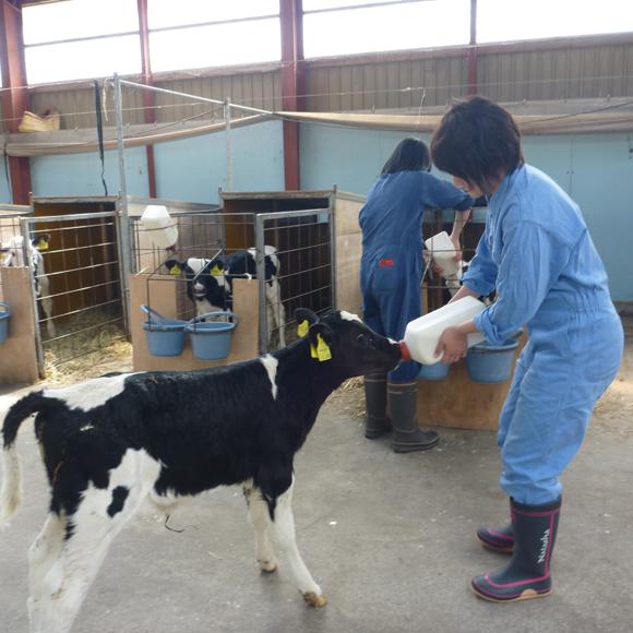 夏の北海道で酪農のリアル体験から日本の酪農業と乳製品の未来を考える