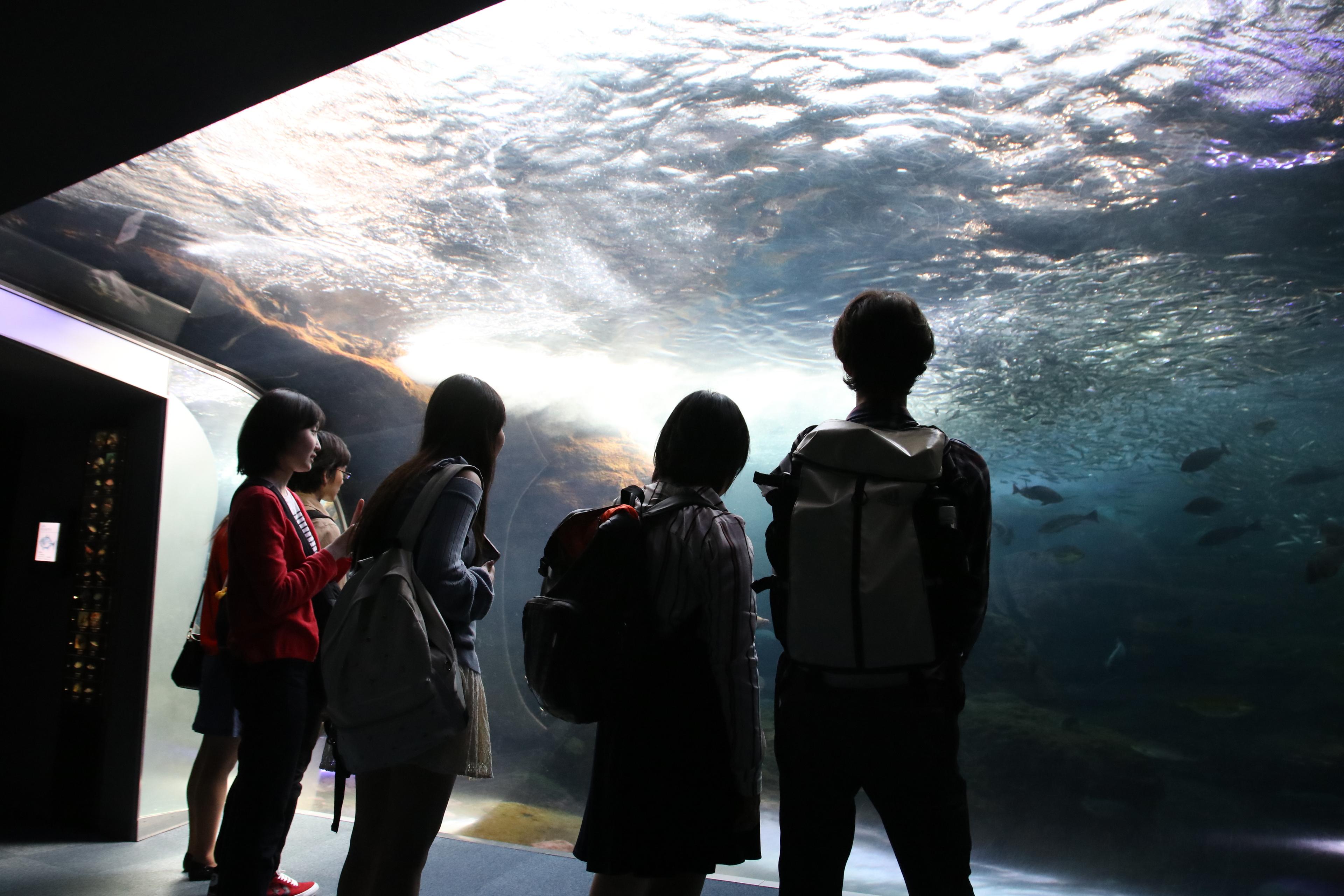 初めての校外学習　新江ノ島水族館へ
