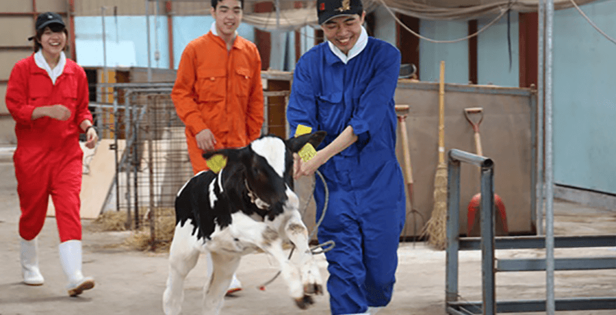 日本最北端の牧場で酪農のリアルを体験