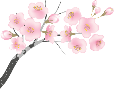 KV桜手前1